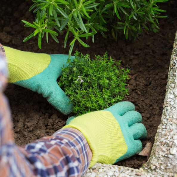 Farmer gardener hands in gloves planting herbs in the soil during spring season in the garden. Activity stimulating mental and brain health. Gardening, hobby and leisure concept.