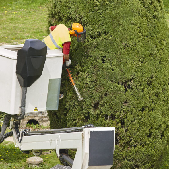 Equipped worker pruning a tree on a crane. Gardening works